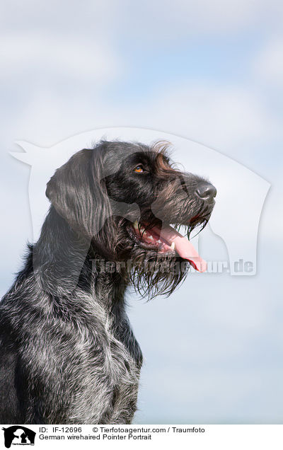 German wirehaired Pointer Portrait / IF-12696