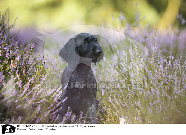 Deutsch Drahthaar / German Wirehaired Pointer / TS-01235