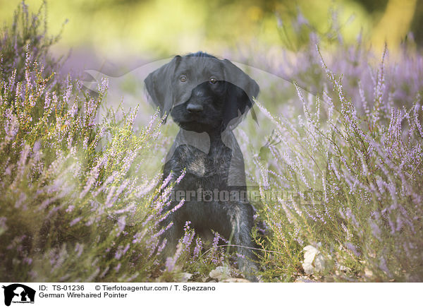 German Wirehaired Pointer / TS-01236