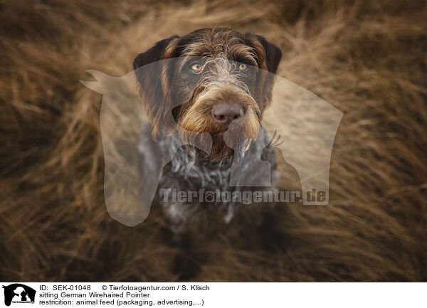 sitting German Wirehaired Pointer / SEK-01048