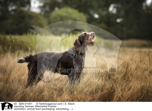 standing German Wirehaired Pointer / SEK-01051