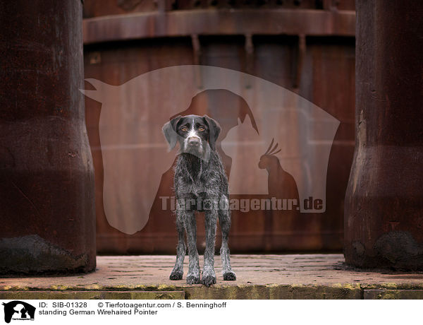 stehender Deutsch Drahthaar / standing German Wirehaired Pointer / SIB-01328