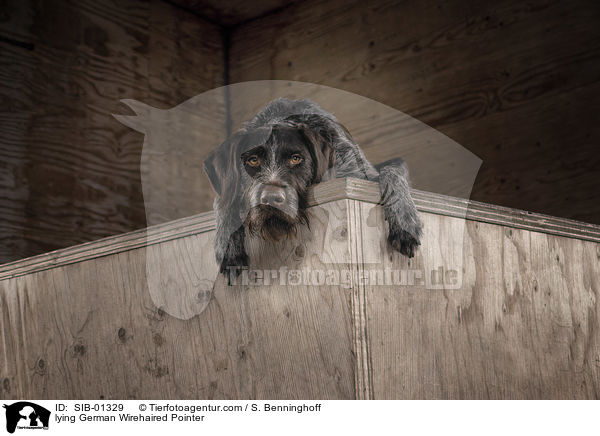 lying German Wirehaired Pointer / SIB-01329
