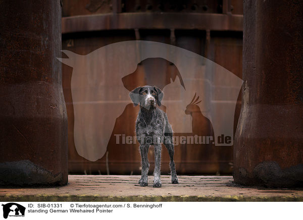 stehender Deutsch Drahthaar / standing German Wirehaired Pointer / SIB-01331