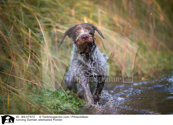 running German wirehaired Pointer / BS-07972