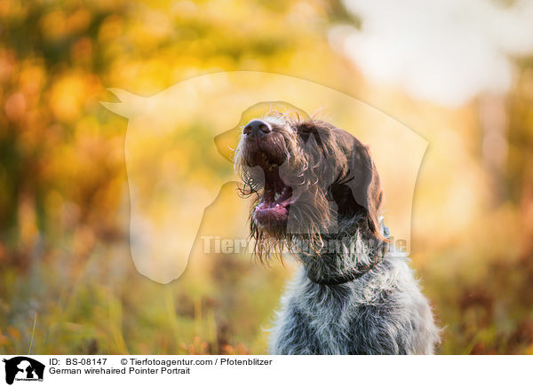Deutsch Drahthaar Portrait / German wirehaired Pointer Portrait / BS-08147