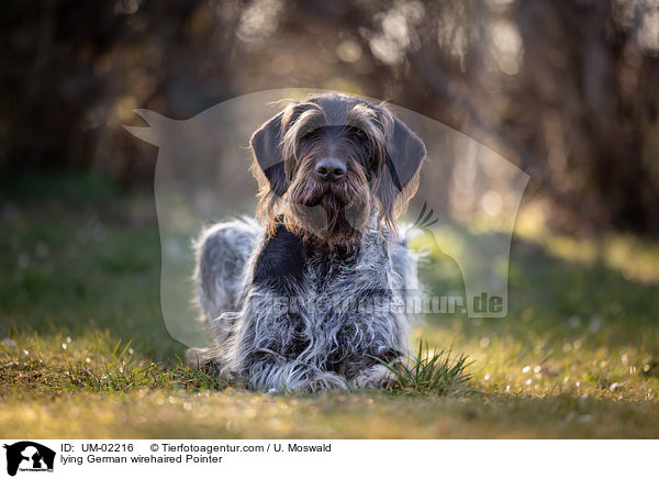lying German wirehaired Pointer / UM-02216