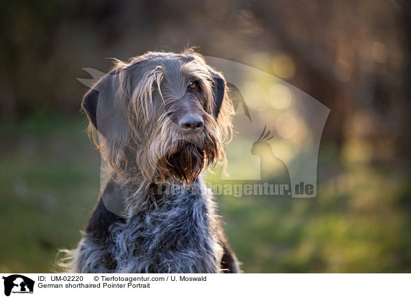 German shorthaired Pointer Portrait / UM-02220