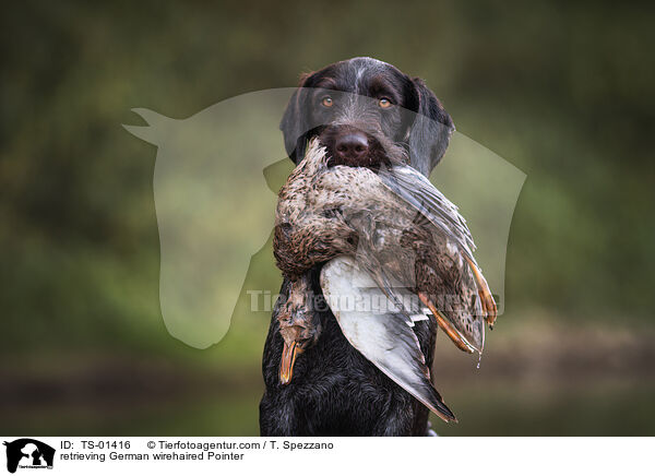 apportierender Deutsch Drahthaar / retrieving German wirehaired Pointer / TS-01416
