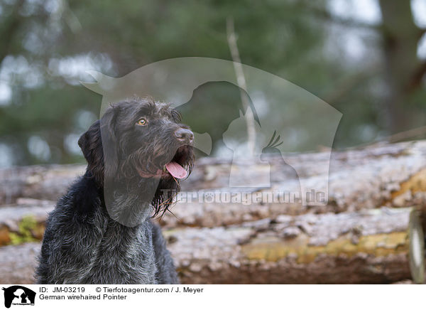 German wirehaired Pointer / JM-03219