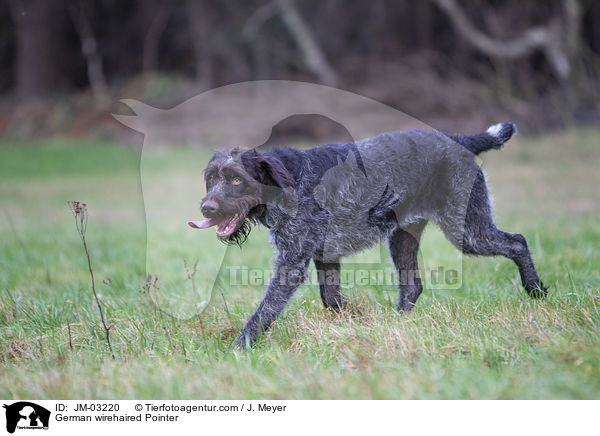 German wirehaired Pointer / JM-03220