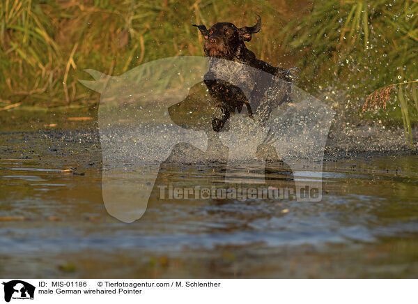 male German wirehaired Pointer / MIS-01186