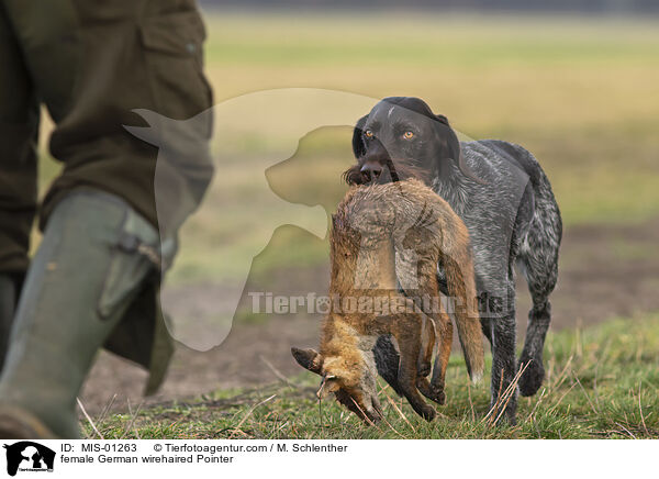 female German wirehaired Pointer / MIS-01263