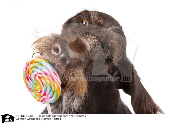 Deutsch Drahthaar Portrait / German wirehaired Pointer Portrait / NC-02333