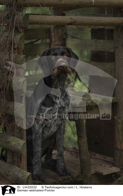 German wirehaired Pointer / LH-02022