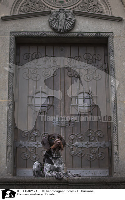 German wirehaired Pointer / LH-02124