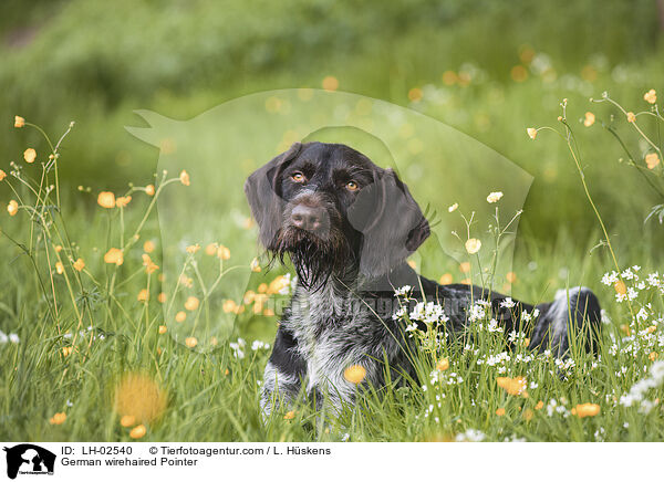 German wirehaired Pointer / LH-02540