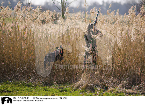 German wirehaired Pointer / SO-03841