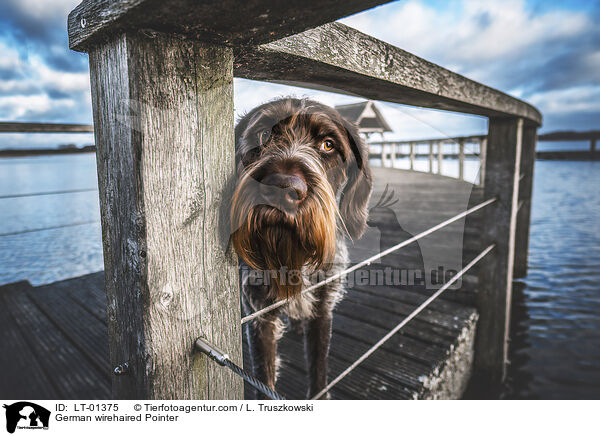 Deutsch Drahthaar / German wirehaired Pointer / LT-01375