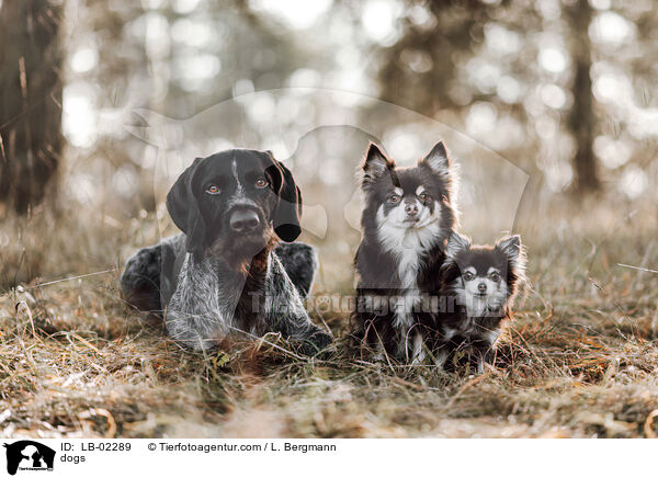 dogs / LB-02289