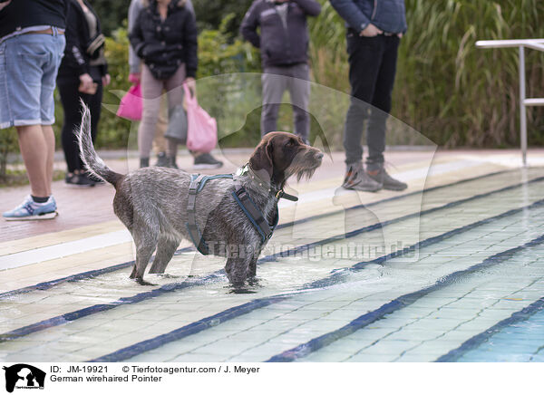 Deutsch Drahthaar / German wirehaired Pointer / JM-19921