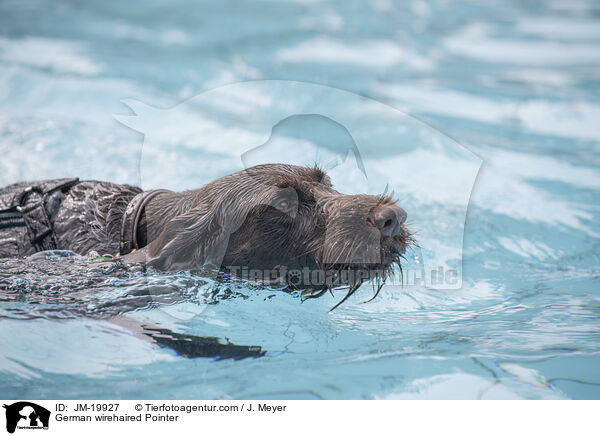 German wirehaired Pointer / JM-19927