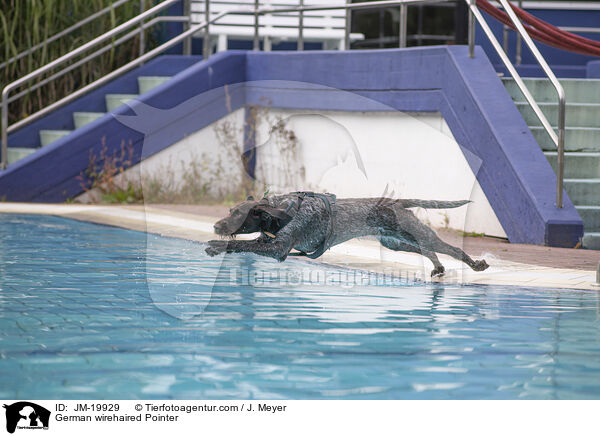 German wirehaired Pointer / JM-19929
