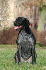 sitting German wirehaired Pointer