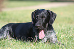 yawning German Wirehaired Pointer