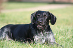 yawning German Wirehaired Pointer