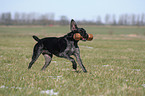 German Wirehaired Pointer