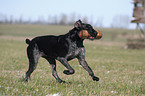 German Wirehaired Pointer