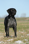 German Wirehaired Pointer