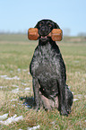 sitting German wirehaired Pointer