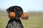 German Wirehaired Pointer Portrait