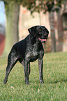 German Wirehaired Pointer
