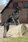 German Wirehaired Pointer