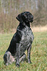 sitting German wirehaired Pointer