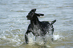 playing German Wirehaired Pointer