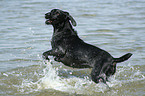 playing German Wirehaired Pointer