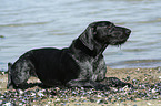 lying German Wirehaired Pointer