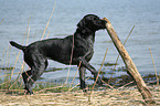 playing German Wirehaired Pointer