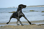 playing German Wirehaired Pointer