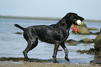playing German Wirehaired Pointer