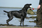 standing German Wirehaired Pointer
