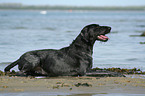 lying German Wirehaired Pointer