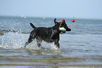 playing German Wirehaired Pointer