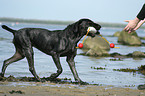 playing German Wirehaired Pointer