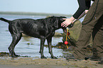 playing German Wirehaired Pointer
