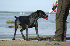standing German Wirehaired Pointer